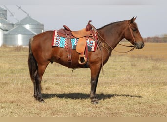 American Quarter Horse, Gelding, 11 years, 14 hh, Brown