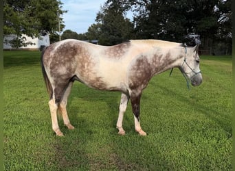 American Quarter Horse, Gelding, 11 years, 14 hh, Grey