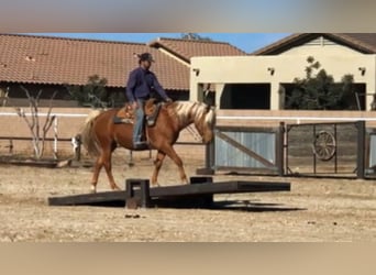 American Quarter Horse, Gelding, 11 years, 14 hh, Palomino