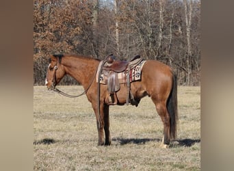 American Quarter Horse, Gelding, 11 years, 14,2 hh, Dun