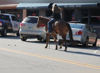 American Quarter Horse, Gelding, 11 years, 14,2 hh, Dun