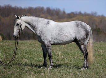 American Quarter Horse, Gelding, 11 years, 14,2 hh, Gray-Dapple