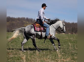 American Quarter Horse, Gelding, 11 years, 14,2 hh, Gray-Dapple