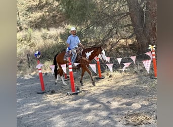 American Quarter Horse, Gelding, 11 years, 14,2 hh, Overo-all-colors