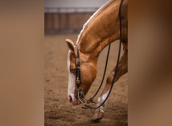 American Quarter Horse, Gelding, 11 years, 14,2 hh, Palomino