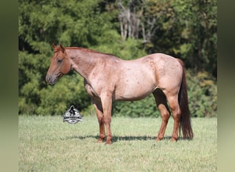American Quarter Horse, Gelding, 11 years, 14,2 hh, Roan-Red