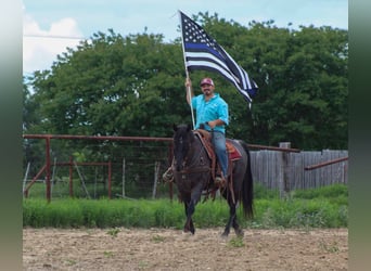 American Quarter Horse, Gelding, 11 years, 14,3 hh, Gray