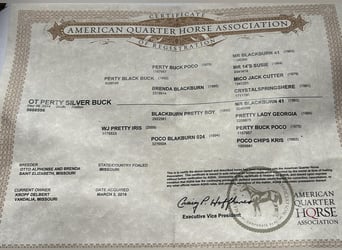 American Quarter Horse, Gelding, 11 years, 14,3 hh, Grullo