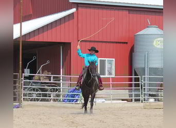 American Quarter Horse, Gelding, 11 years, 14,3 hh, Grullo