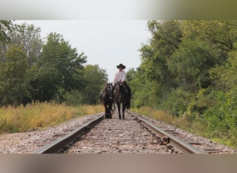 American Quarter Horse, Gelding, 11 years, 14,3 hh, Grullo