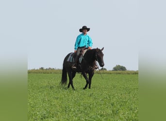 American Quarter Horse, Gelding, 11 years, 14,3 hh, Grullo