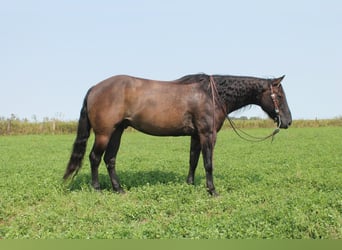 American Quarter Horse, Gelding, 11 years, 14,3 hh, Grullo