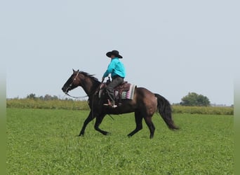 American Quarter Horse, Gelding, 11 years, 14,3 hh, Grullo