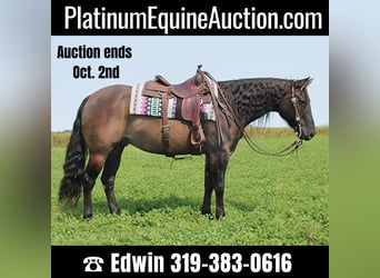 American Quarter Horse, Gelding, 11 years, 14,3 hh, Grullo