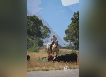 American Quarter Horse, Gelding, 11 years, 14,3 hh, Palomino