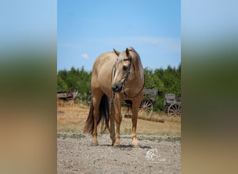American Quarter Horse, Gelding, 11 years, 14,3 hh, Palomino