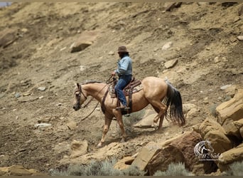 American Quarter Horse, Gelding, 11 years, 14,3 hh, Palomino