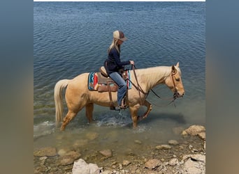 American Quarter Horse, Gelding, 11 years, 14,3 hh, Palomino