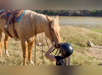 American Quarter Horse, Gelding, 11 years, 14,3 hh, Palomino
