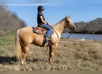American Quarter Horse, Gelding, 11 years, 14,3 hh, Palomino