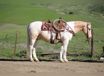 American Quarter Horse, Gelding, 11 years, 14,3 hh, Tobiano-all-colors