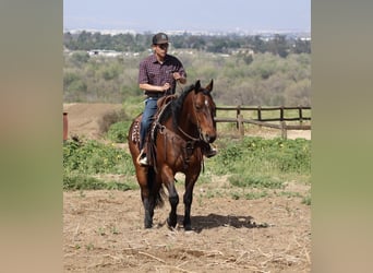 American Quarter Horse, Gelding, 11 years, 15.1 hh, Bay