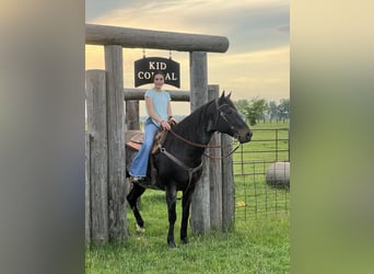 American Quarter Horse, Gelding, 11 years, 15.1 hh, Black