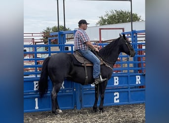 American Quarter Horse, Gelding, 11 years, 15.1 hh, Black