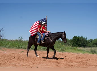 American Quarter Horse, Gelding, 11 years, 15.1 hh, Black