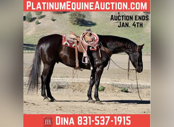 American Quarter Horse, Gelding, 11 years, 15.1 hh, Black
