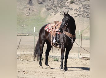 American Quarter Horse, Gelding, 11 years, 15.1 hh, Black