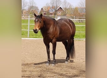 American Quarter Horse, Gelding, 11 years, 15.1 hh, Brown