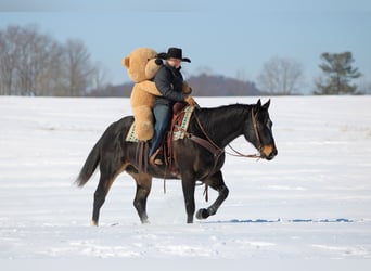 American Quarter Horse, Gelding, 11 years, 15.1 hh, Brown