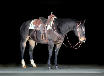 American Quarter Horse, Gelding, 11 years, 15.1 hh, Brown