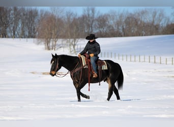 American Quarter Horse, Gelding, 11 years, 15.1 hh, Brown