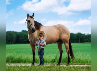 American Quarter Horse, Gelding, 11 years, 15.1 hh, Buckskin
