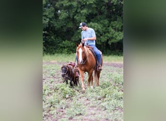 American Quarter Horse, Gelding, 11 years, 15.1 hh, Chestnut