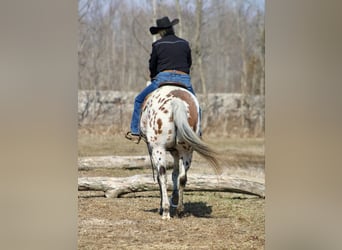 American Quarter Horse, Gelding, 11 years, 15.1 hh, Chestnut