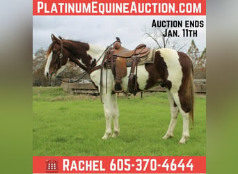 American Quarter Horse, Gelding, 11 years, 15.1 hh, Chestnut