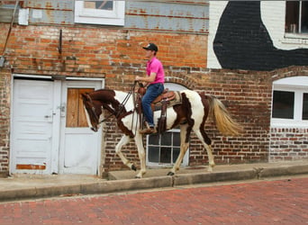 American Quarter Horse, Gelding, 11 years, 15.1 hh, Chestnut