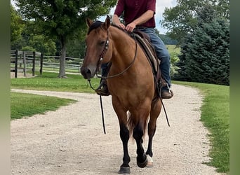 American Quarter Horse, Gelding, 11 years, 15.1 hh, Dun