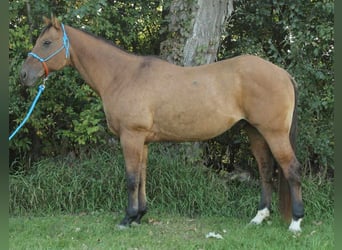 American Quarter Horse, Gelding, 11 years, 15.1 hh, Dun