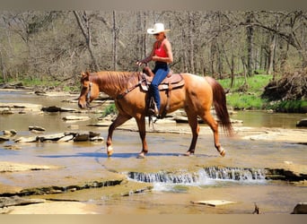 American Quarter Horse, Gelding, 11 years, 15,1 hh, Dun