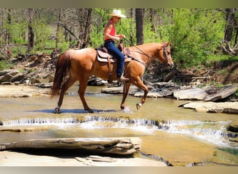 American Quarter Horse, Gelding, 11 years, 15,1 hh, Dun