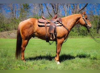 American Quarter Horse, Gelding, 11 years, 15,1 hh, Dun