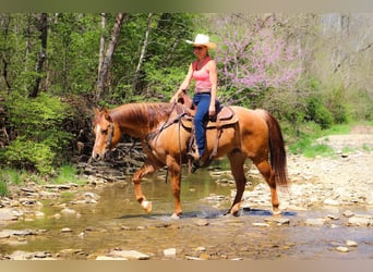 American Quarter Horse, Gelding, 11 years, 15,1 hh, Dun