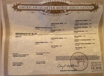 American Quarter Horse, Gelding, 11 years, 15,1 hh, Dun