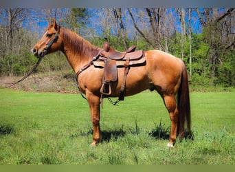 American Quarter Horse, Gelding, 11 years, 15,1 hh, Dun