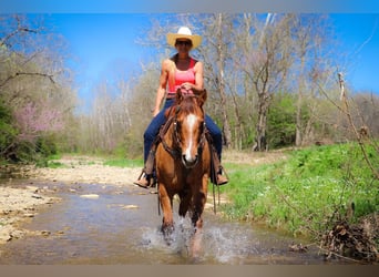 American Quarter Horse, Gelding, 11 years, 15,1 hh, Dun