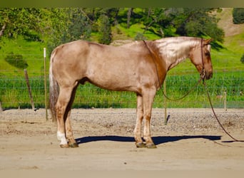 American Quarter Horse, Gelding, 11 years, 15.1 hh, Palomino